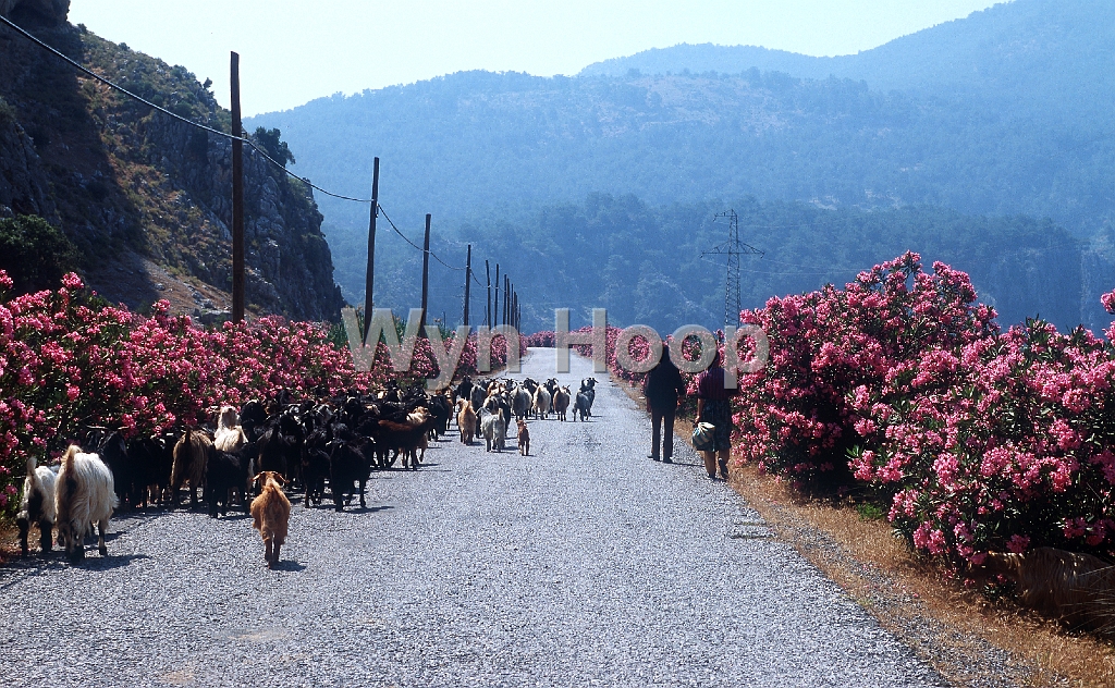 Dalyan Ziegenherde  am Sölüngür See_2.jpg - Dalyan, Ziegenherde am Sölüngür See